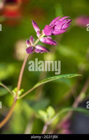 Salvia ‘Love And Wishes’ Stock Photo