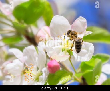 Macro of a bee on a white apple blossom Stock Photo