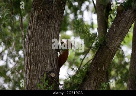 Vienna, Austria. Eurasian red squirrel (Sciurus vulgaris) on a tree in Vienna's central cemetery Stock Photo