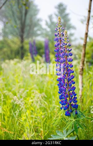 purple lupine flowers in dew. beautiful close up of nature background on a foggy morning Stock Photo