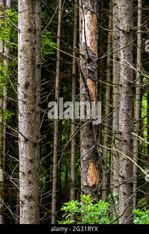 Coniferous tree damaged by Bark beetle with woodpecker holes. These ...