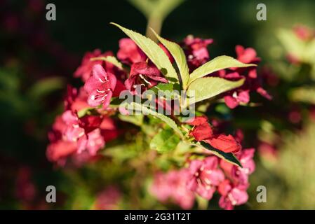 Pink flowers of the Weigela 'Rosea' Stock Photo