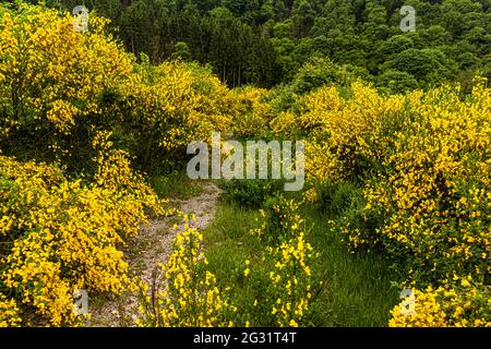 Hike through blooming broom landscape near Bourscheid, Luxembourg. Blooming broom lines the trail in many places along the Escapardenne Lee Trail in June Stock Photo