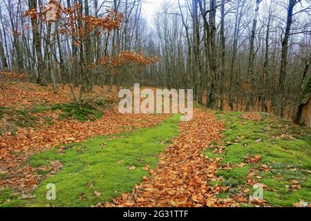 road in autumn forest Stock Photo
