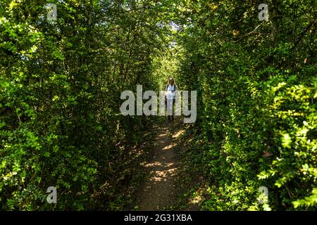 Hiking trail through an old boxwood forest near Ahn, Luxembourg Stock Photo