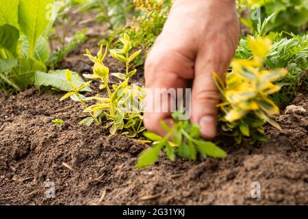 Hand picking astrantia green bush in spring close up Stock Photo