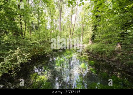 Landscape in the Petite Camargue Alsacienne, it is a nature reserve in Alsace France Stock Photo