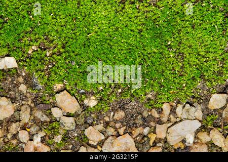 Green clump of moss (Bryophyta) growing around small pebbles with separation and selective focus. Stock Photo