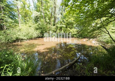 Landscape in the Petite Camargue Alsacienne, it is a nature reserve in Alsace France Stock Photo