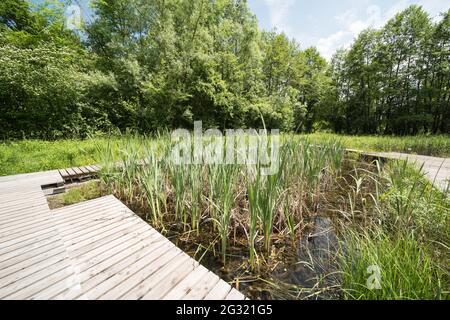 Landscape in the Petite Camargue Alsacienne, it is a nature reserve in Alsace France Stock Photo