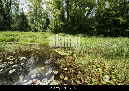 Landscape in the Petite Camargue Alsacienne, it is a nature reserve in Alsace France Stock Photo