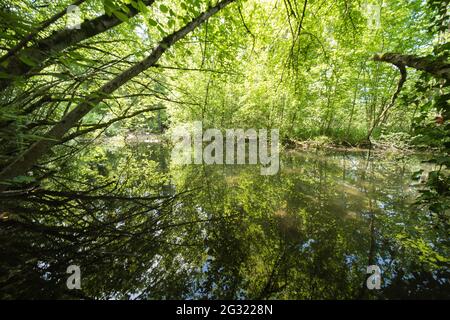 Landscape in the Petite Camargue Alsacienne, it is a nature reserve in Alsace France Stock Photo