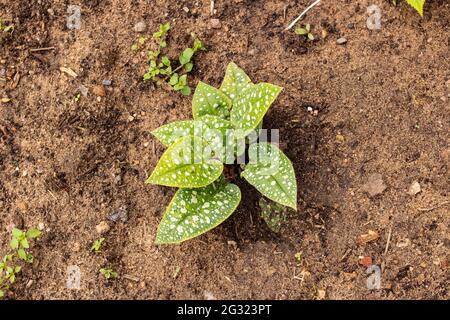 Green bush without flowers in spring close up Stock Photo