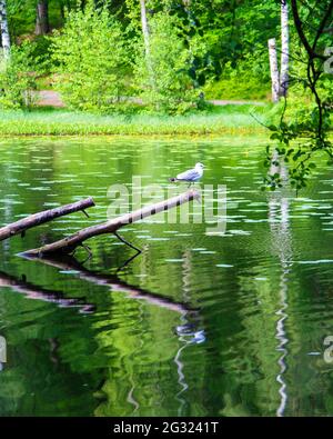 Seagull resting on a dead tree branch in a lake near gothenburg Sweden Stock Photo