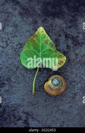 Single fresh green leaf of Ivy or Hedera helix tinged with red lying with empty brown garden snail shell on metal Stock Photo