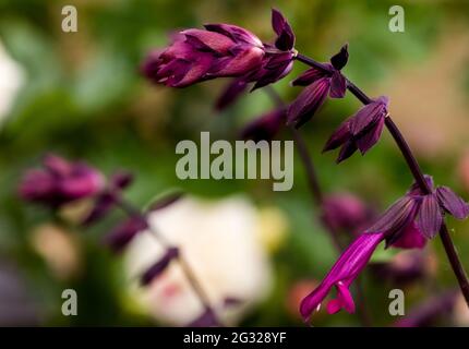 Salvia ‘Love And Wishes’ Stock Photo