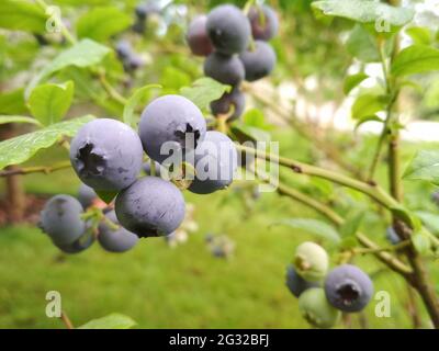 Fresh organic blueberrys on the bush. Selective focus. Stock Photo