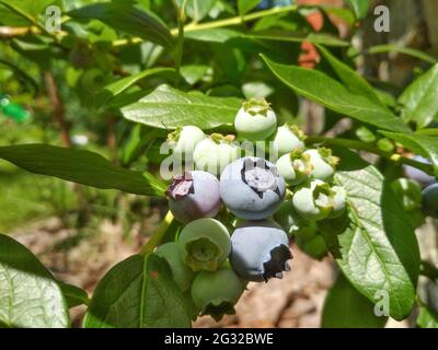 Fresh organic blueberrys on the bush. Selective focus. Stock Photo