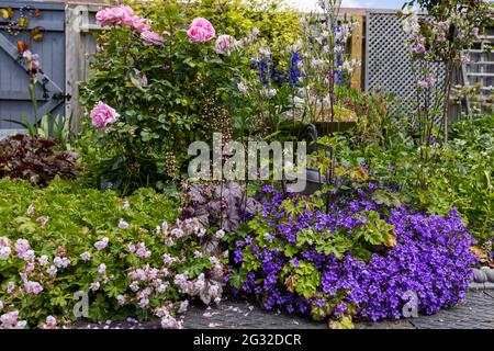 Beautiful display of plants in a cottage garden in Oxfordshire Stock Photo