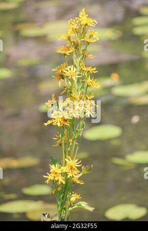 Utrecht University Botanic Gardens Stock Photo