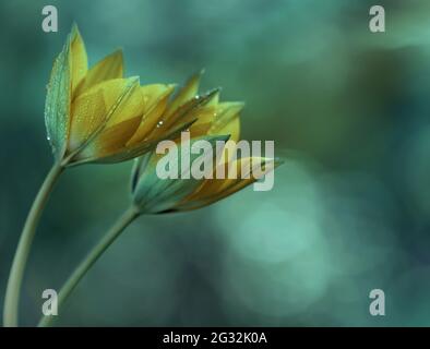 Macro flowers , yellow tulips "Little beauty" on a blurry  green light background Stock Photo