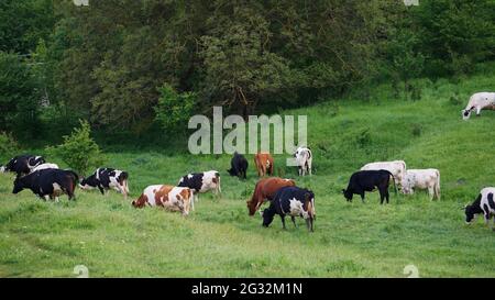 Cows grazing on a meadow on a sunny day. Relaxing scenery of dairy cattle in the grassland. European pasture with farm cattle eating grass. Stock Photo