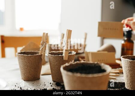 6 years old girl planting herbs at home Stock Photo