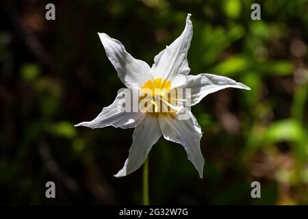 Avalanche Lily, Erythronium montanum, along High Rock Lookout Trail, Gifford Pinchot National Forest, Washington State, USA Stock Photo