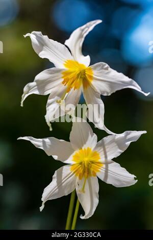 Avalanche Lily, Erythronium montanum, along High Rock Lookout Trail, Gifford Pinchot National Forest, Washington State, USA Stock Photo