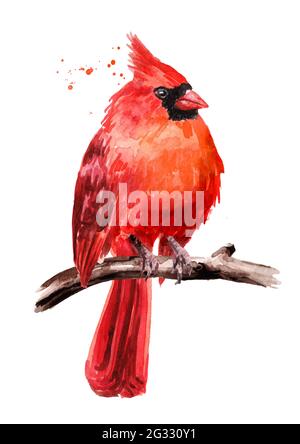 Cardinal Red Patterns Red cardinal bird watercolor illustration. Corner arrangement features ...