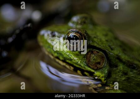Cute green frog in water with big eyes. Stock Photo