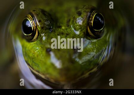 Frog eye macro close up in water. Green frog portrait in water. Stock Photo