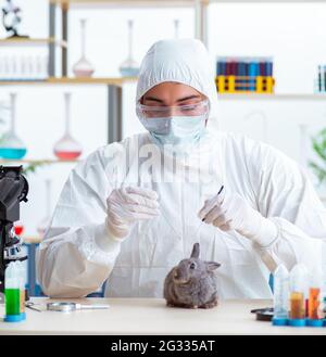 The scientist doing testing on animals rabbit Stock Photo