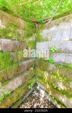 The corner inside corner of an ancient stone wall. The stone is mostly covered with moss and other vegetation. Bright day. Leaves below, trees above. Stock Photo