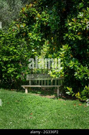 A garden with a wooden rustic bench standing in trees shade Stock Photo