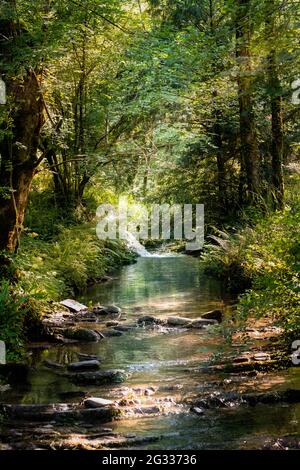 A river hidden in a forest with sun beam lighting the water Stock Photo