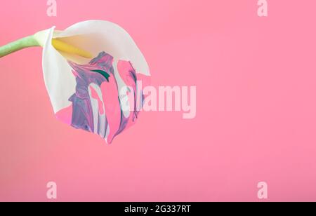 White kala flower painted with a few colors on a pink background. Multicolor spring summer flower concept with copy space. Stock Photo