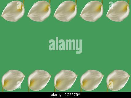 Calla flower pattern on a green background. Spring concept with copy space. Stock Photo