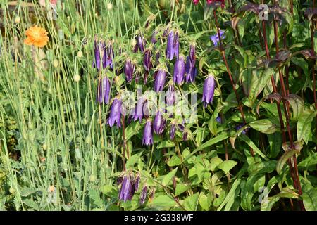 campanula Sarastro & papaver rupifragum & penstemon digitalis Husker red Stock Photo