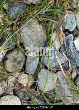 colored stones scattered on the ground with some blades of grass Stock Photo