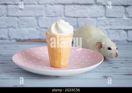 A cute white rat sits next to a waffle cup with white ice cream. The rodent is sniffing the dessert. Stock Photo