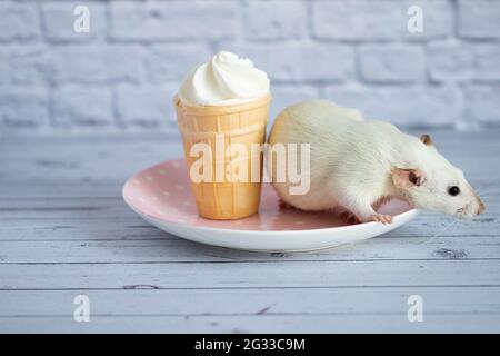 A cute white rat sits next to a waffle cup with white ice cream. The rodent is sniffing the dessert. Stock Photo