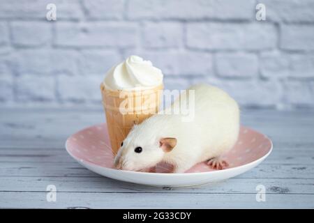 A cute white rat sits next to a waffle cup with white ice cream. The rodent is sniffing the dessert. Stock Photo
