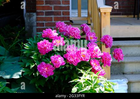 A shock of hot pink peony (Paeonia officinalis) byt the front stairs of a Glebe house, Ottawa, Ontario, Canada.