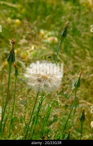 Wonderful dainty seed head of a meadow goats beard (Tragopogon pratensis) in a field in Ottawa, Ontario, Canada. Stock Photo