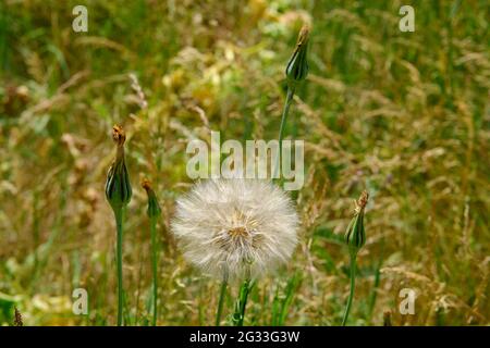 Wonderful dainty seed head of a meadow goats beard (Tragopogon pratensis) in a field in Ottawa, Ontario, Canada. Stock Photo