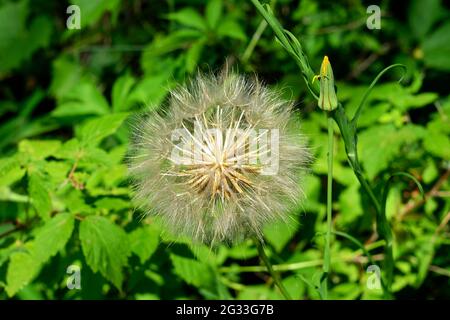 Wonderful dainty seed head of a meadow goats beard (Tragopogon pratensis) in a field in Ottawa, Ontario, Canada. Stock Photo