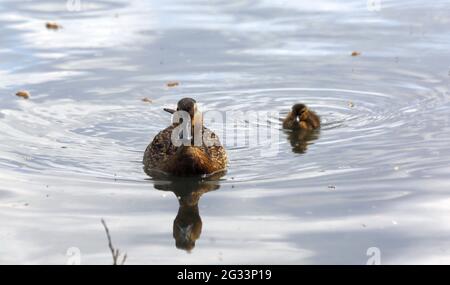 Berlin, Germany. 13th June, 2021. Berlin: Duck with young animal in the water in a lake in Kaulsdorf. (Photo by Simone Kuhlmey/Pacific Press) Credit: Pacific Press Media Production Corp./Alamy Live News Stock Photo