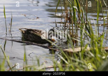 Berlin, Germany. 13th June, 2021. Berlin: Duck with young animal in the water in a lake in Kaulsdorf. (Photo by Simone Kuhlmey/Pacific Press) Credit: Pacific Press Media Production Corp./Alamy Live News Stock Photo
