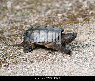 Snapping Turtle close-up profile view walking on gravel in its environment and habitat surrounding displaying dragon tail, turtle shell, paws, nails. Stock Photo